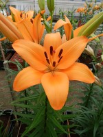 [5121 Puma DJ No01.JPG]